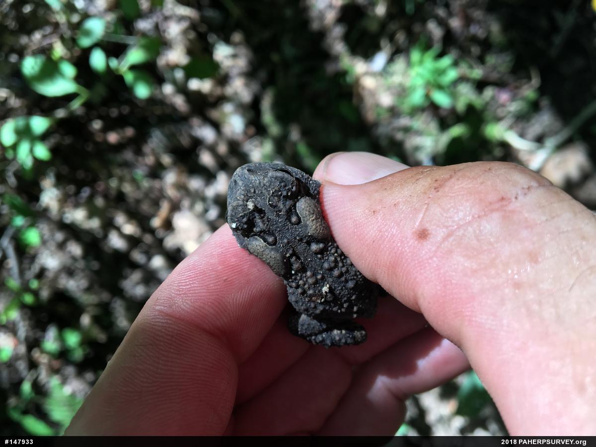 Eastern American Toad