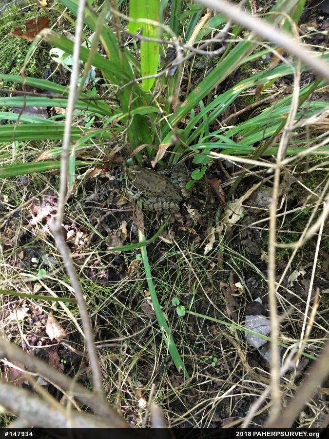 Green Frog