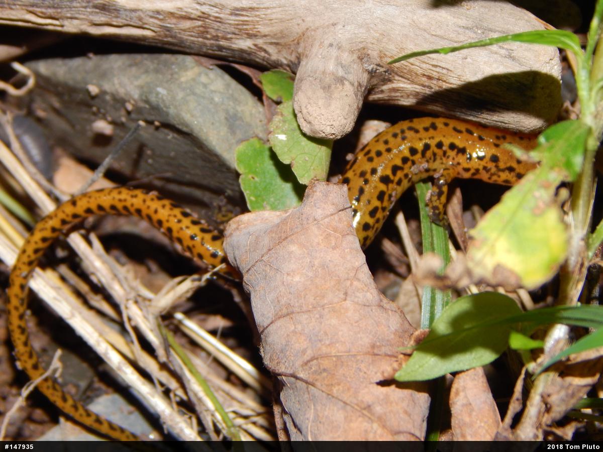 Eastern Long-tailed Salamander