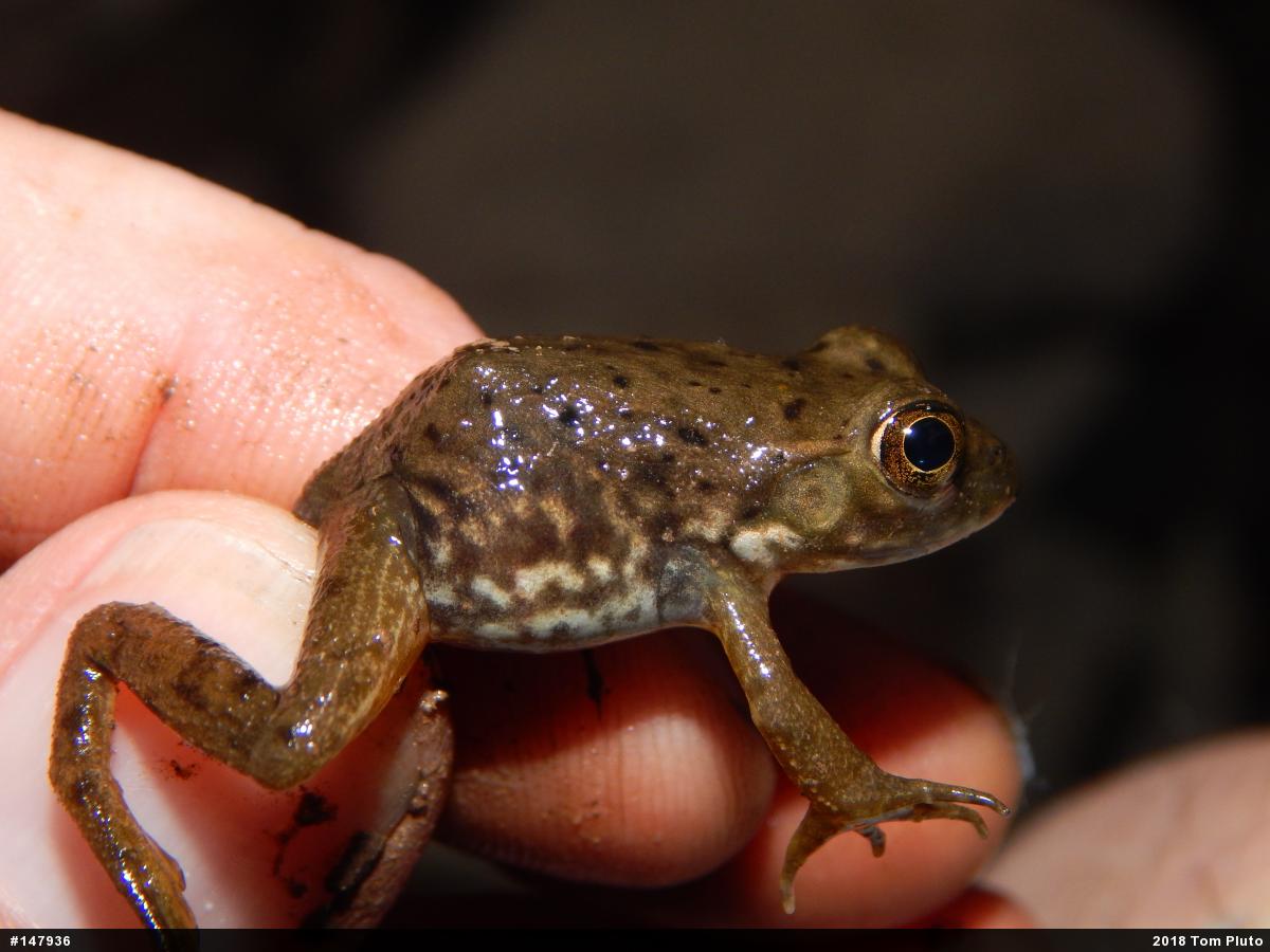 American Bullfrog
