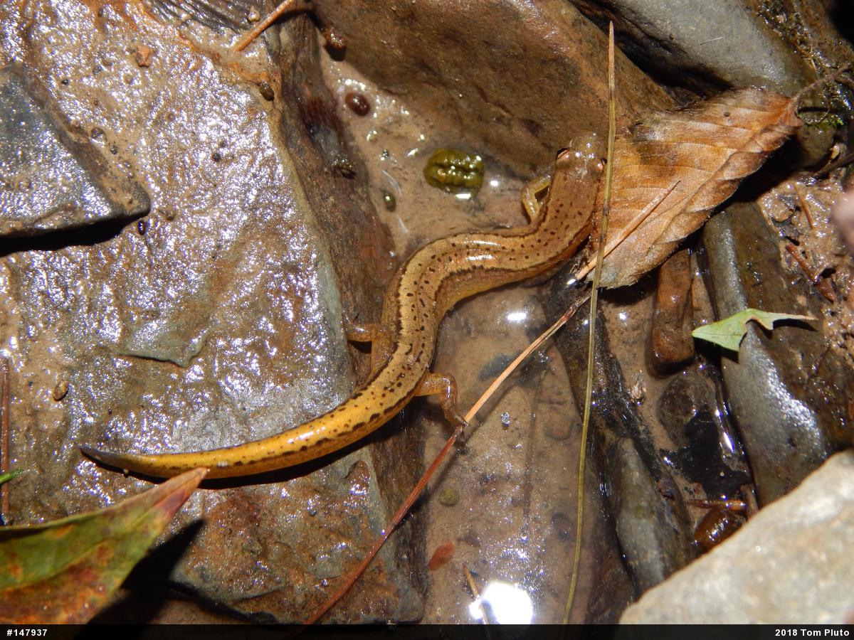 Northern Two-lined Salamander