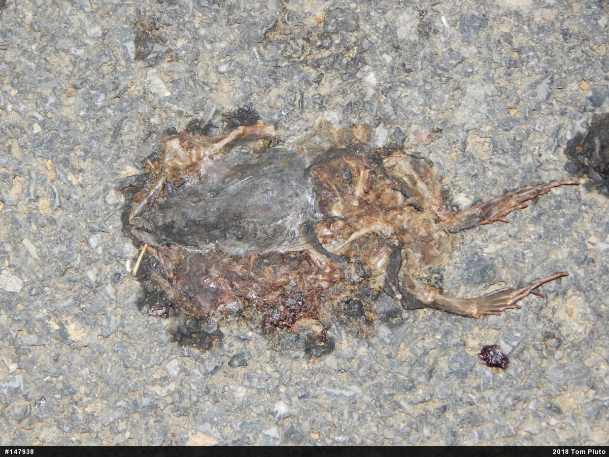 True Frogs