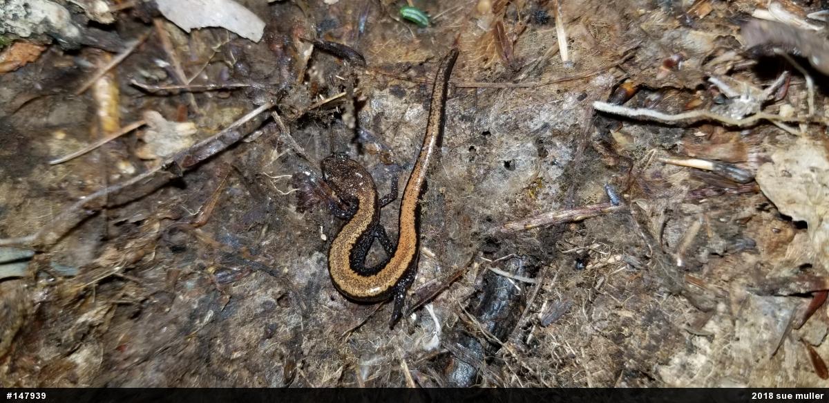 Eastern Red-backed  Salamander