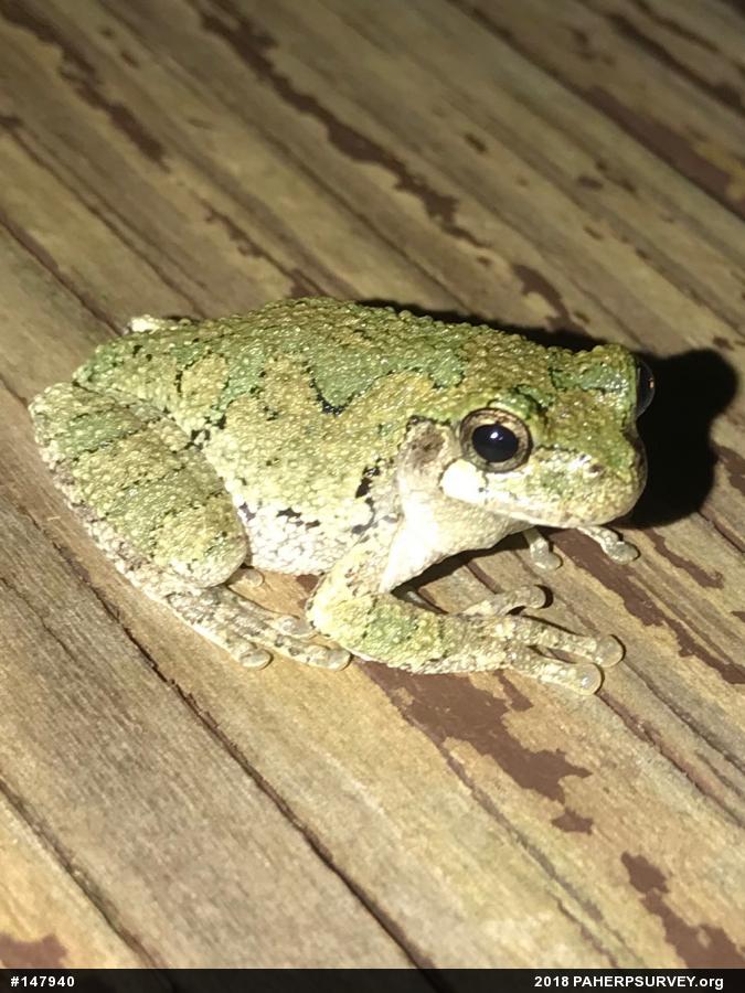 Cope's Gray Treefrog