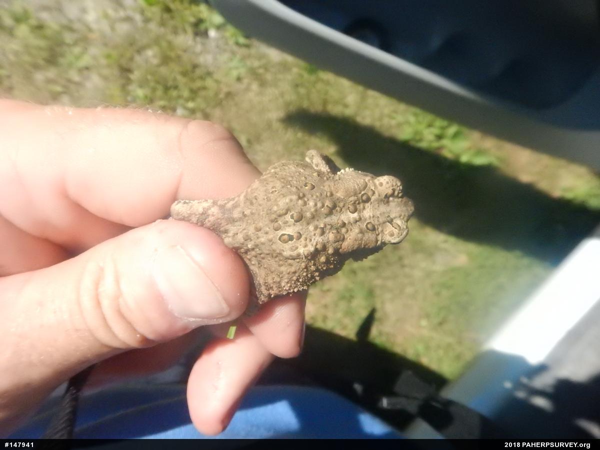 Eastern American Toad