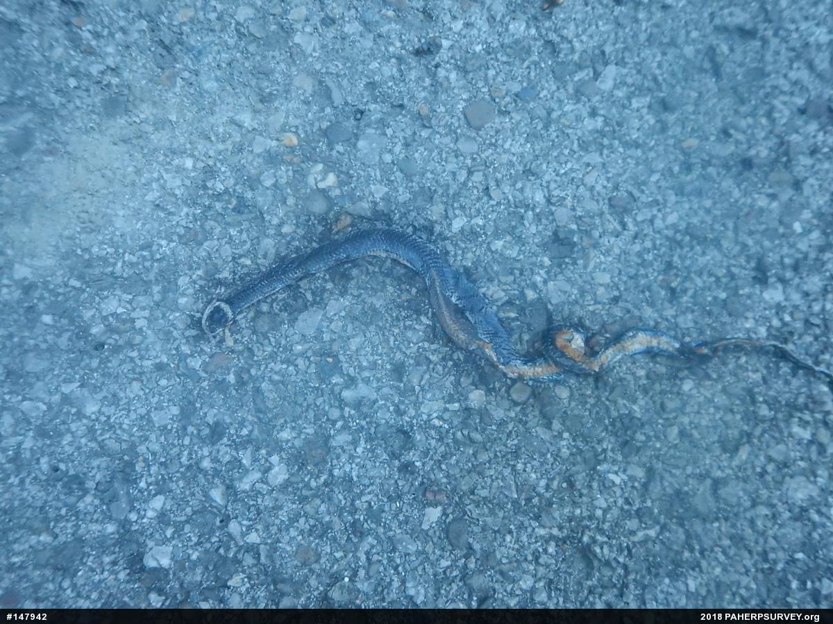 Northern Ring-necked Snake