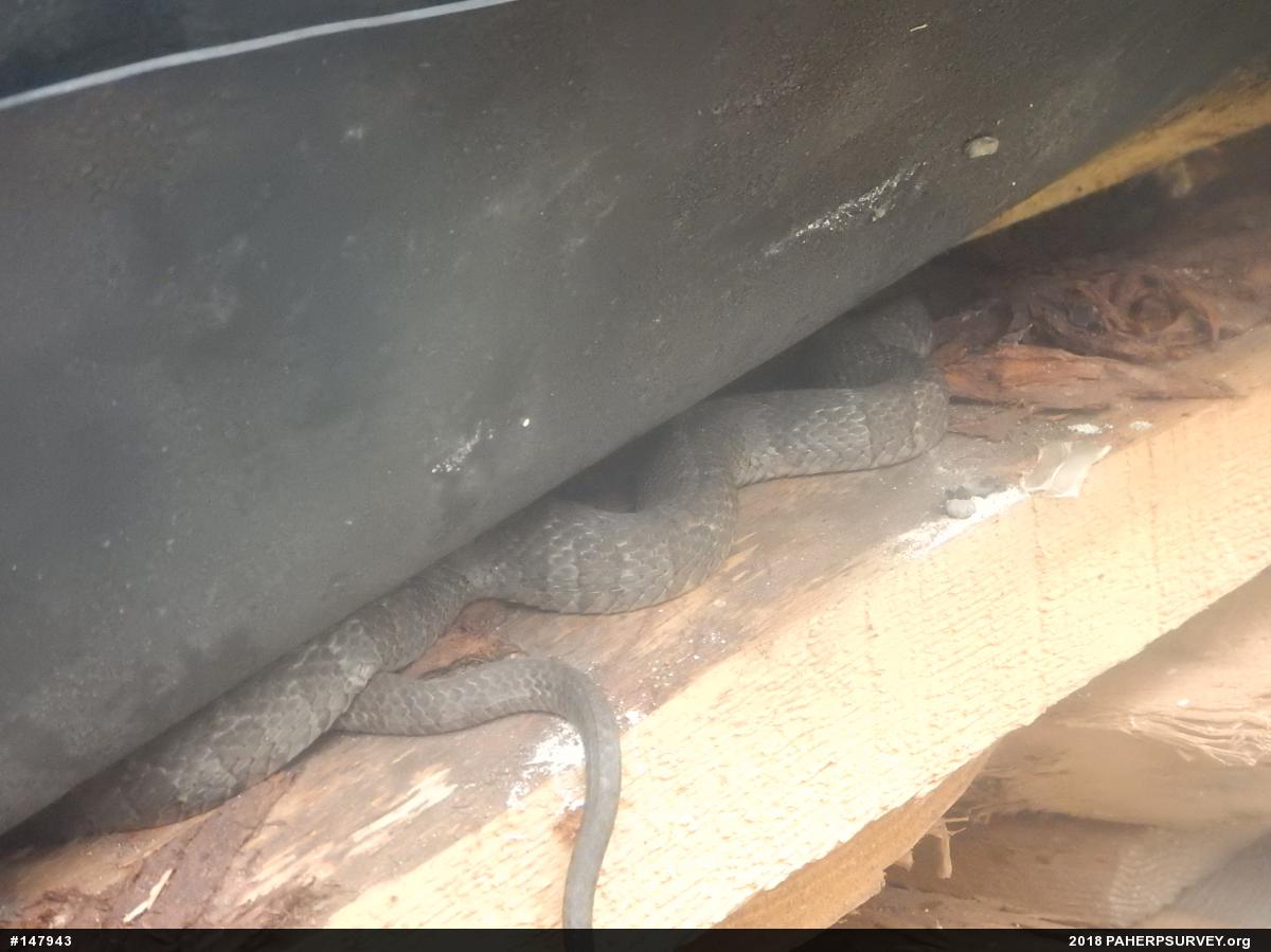 Northern Watersnake