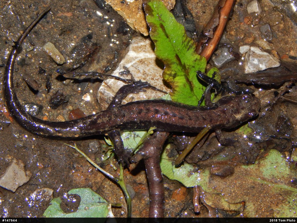 Allegheny Mountain Dusky Salamander
