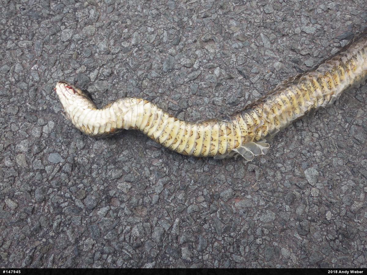 Northern Watersnake