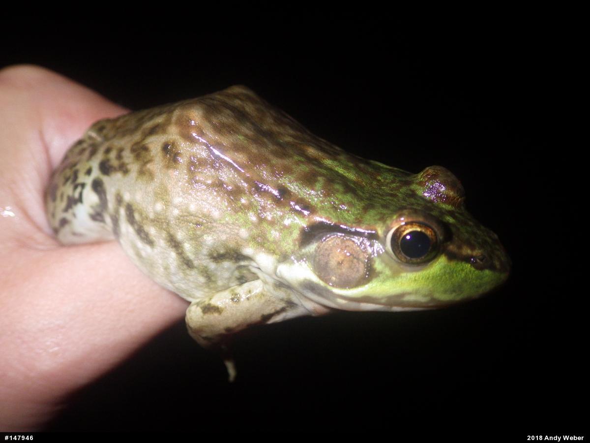 Green Frog