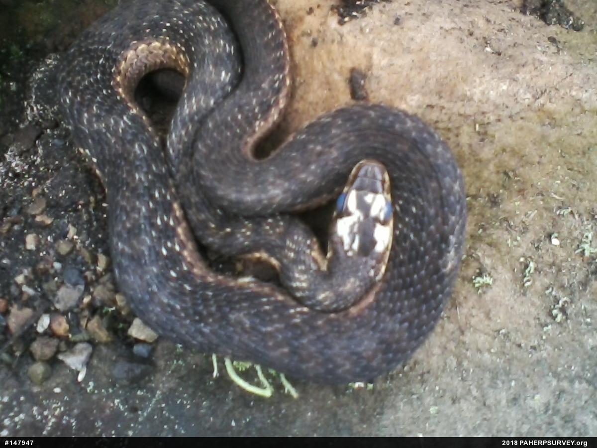 Eastern Gartersnake