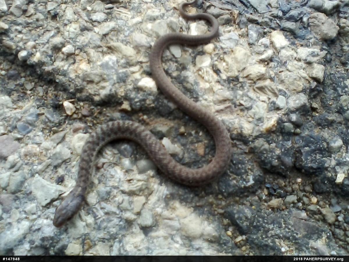 Eastern Gartersnake