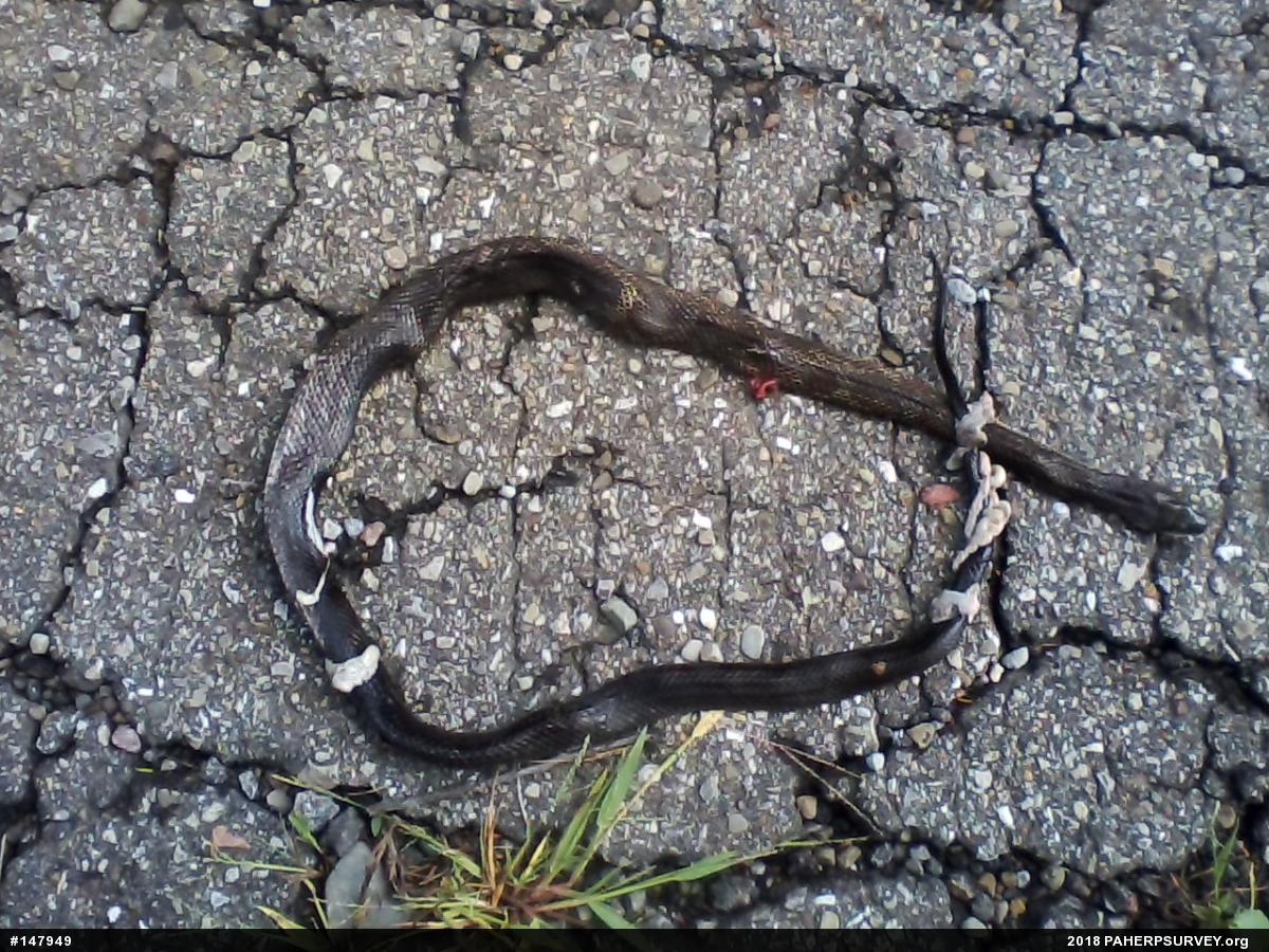 Eastern Ratsnake