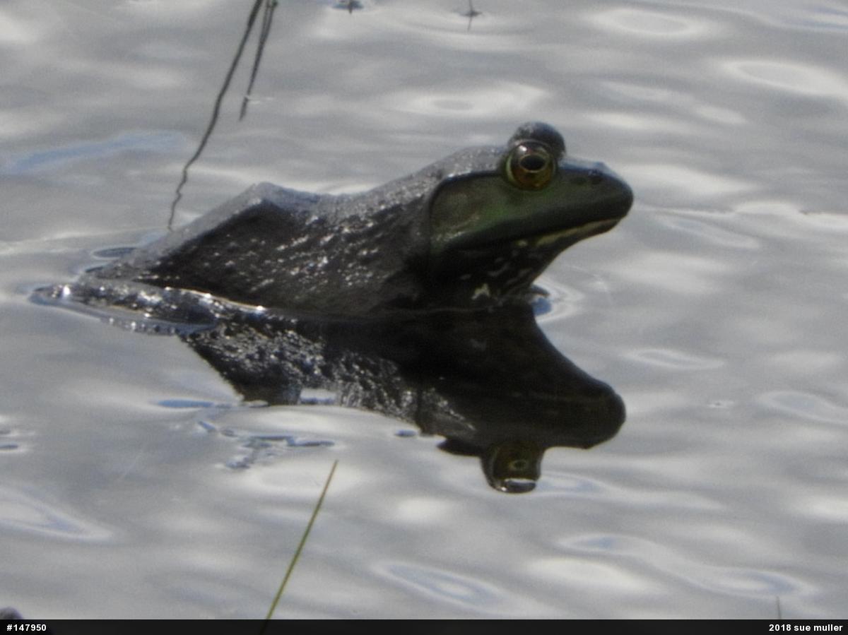 American Bullfrog