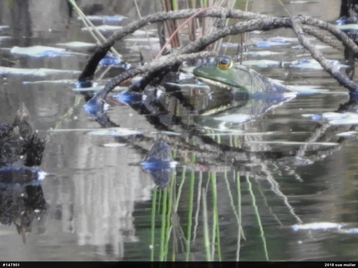 American Bullfrog