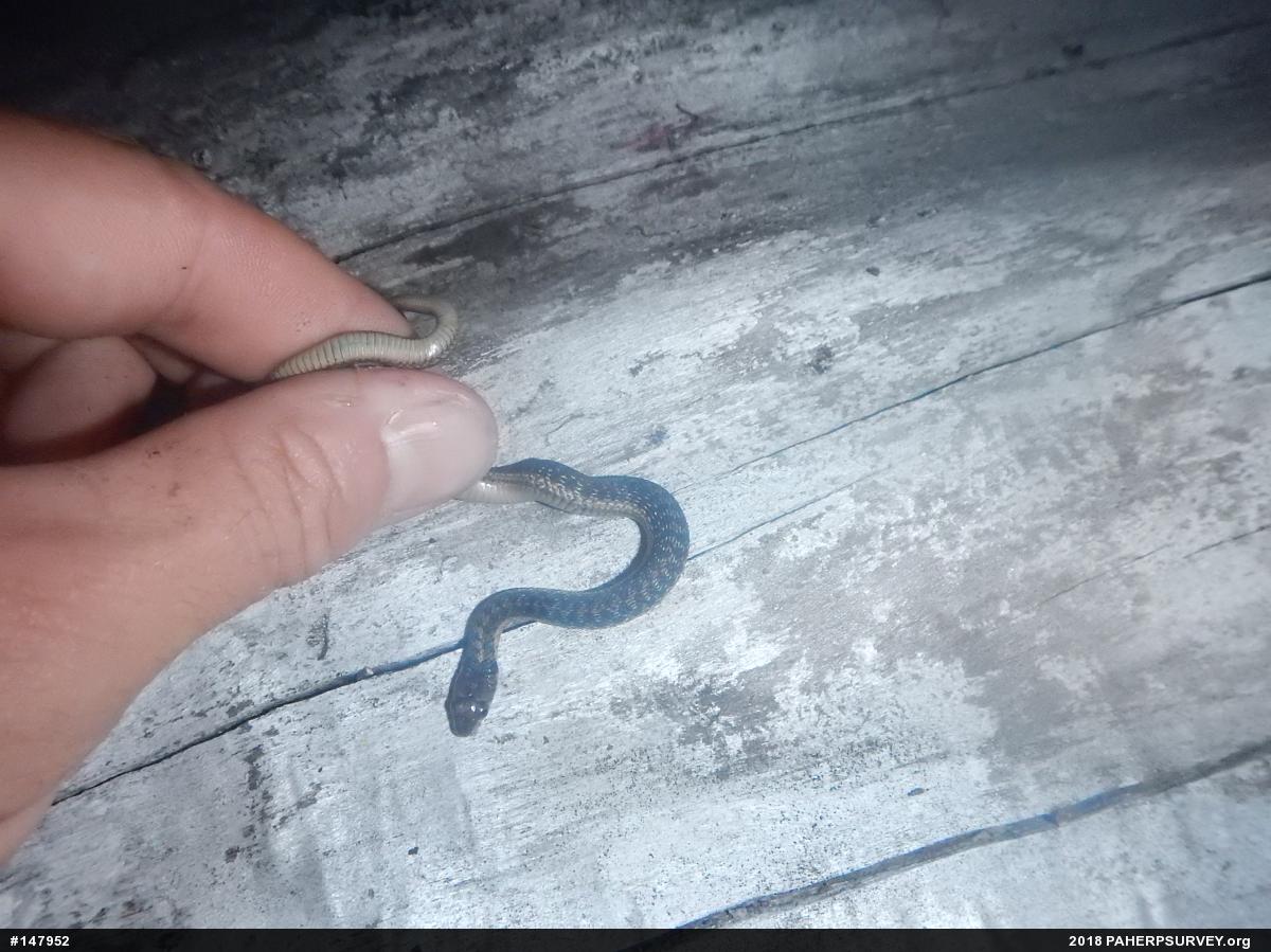 Eastern Gartersnake