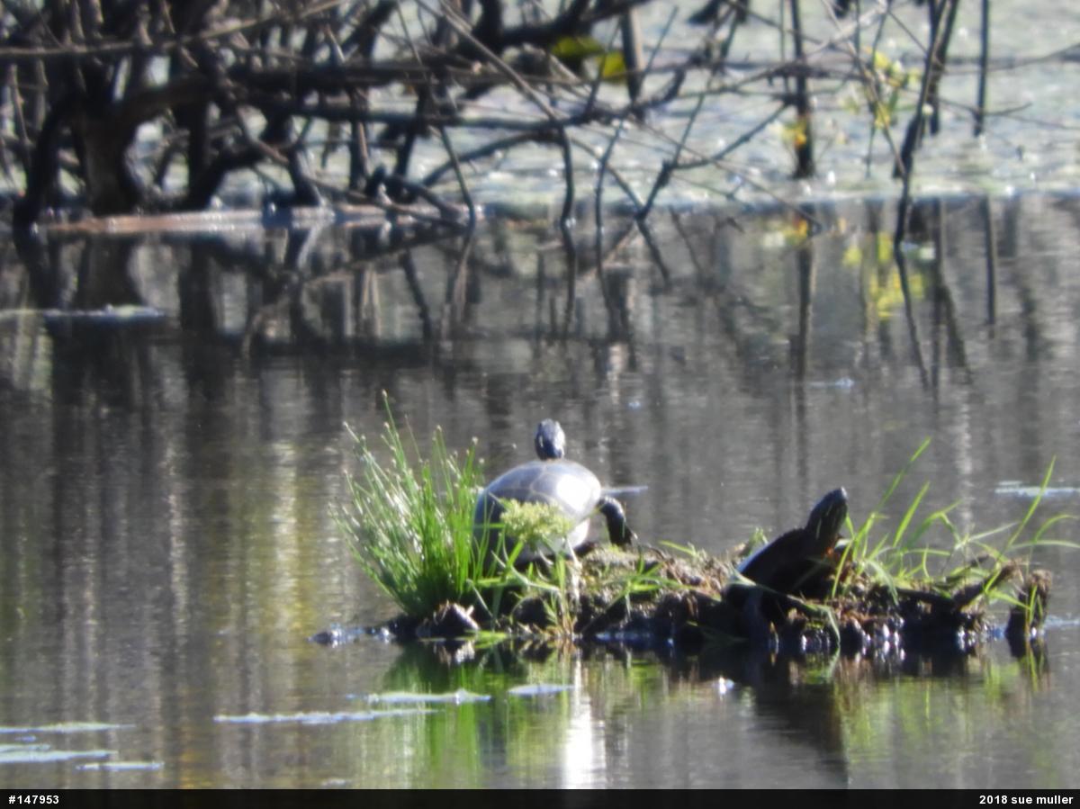Painted Turtle