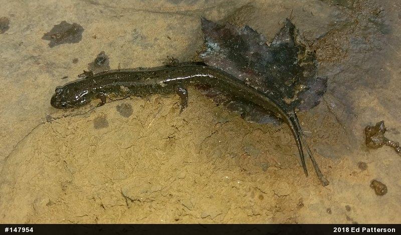 Northern Dusky Salamander