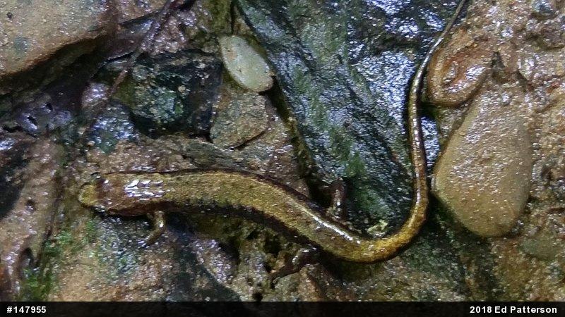 Allegheny Mountain Dusky Salamander