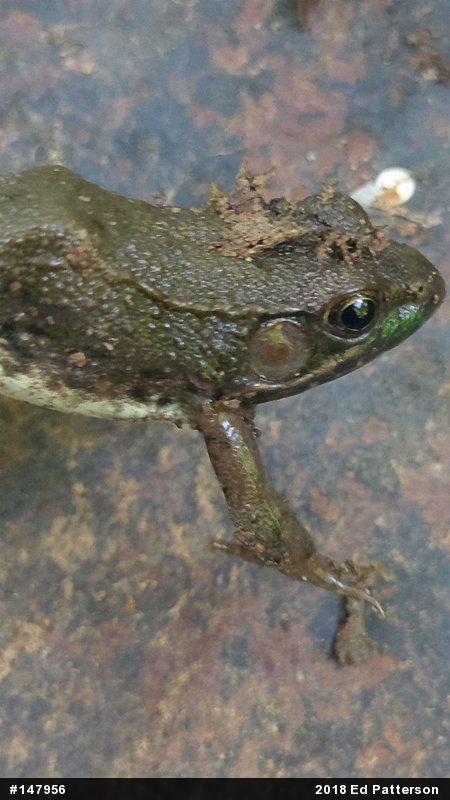 Green Frog