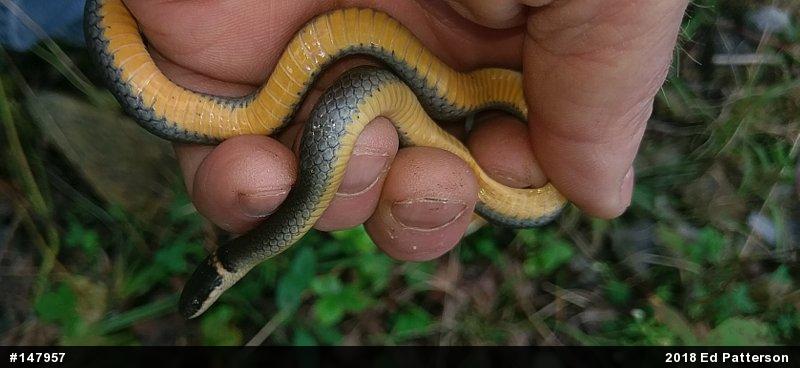 Northern Ring-necked Snake