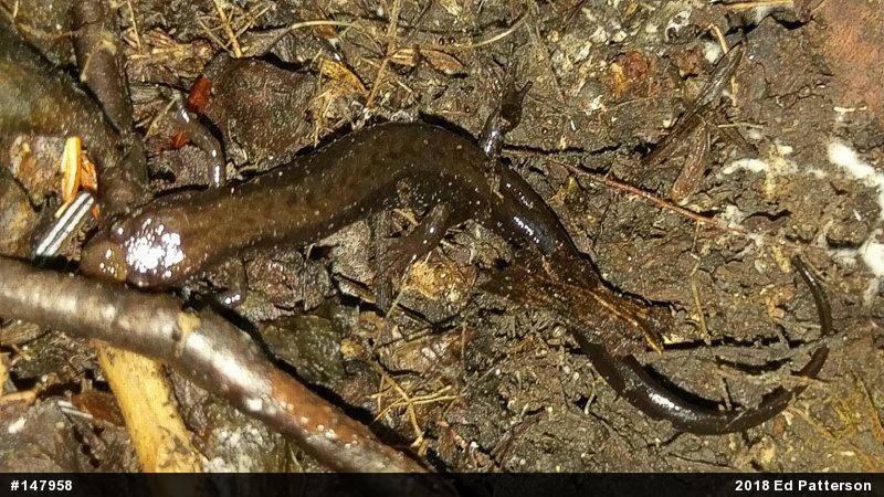 Allegheny Mountain Dusky Salamander