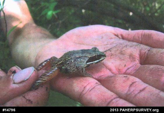 Wood Frog