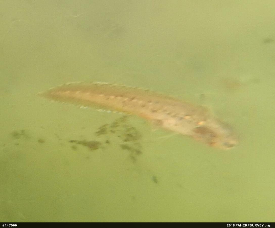 Red-spotted Newt