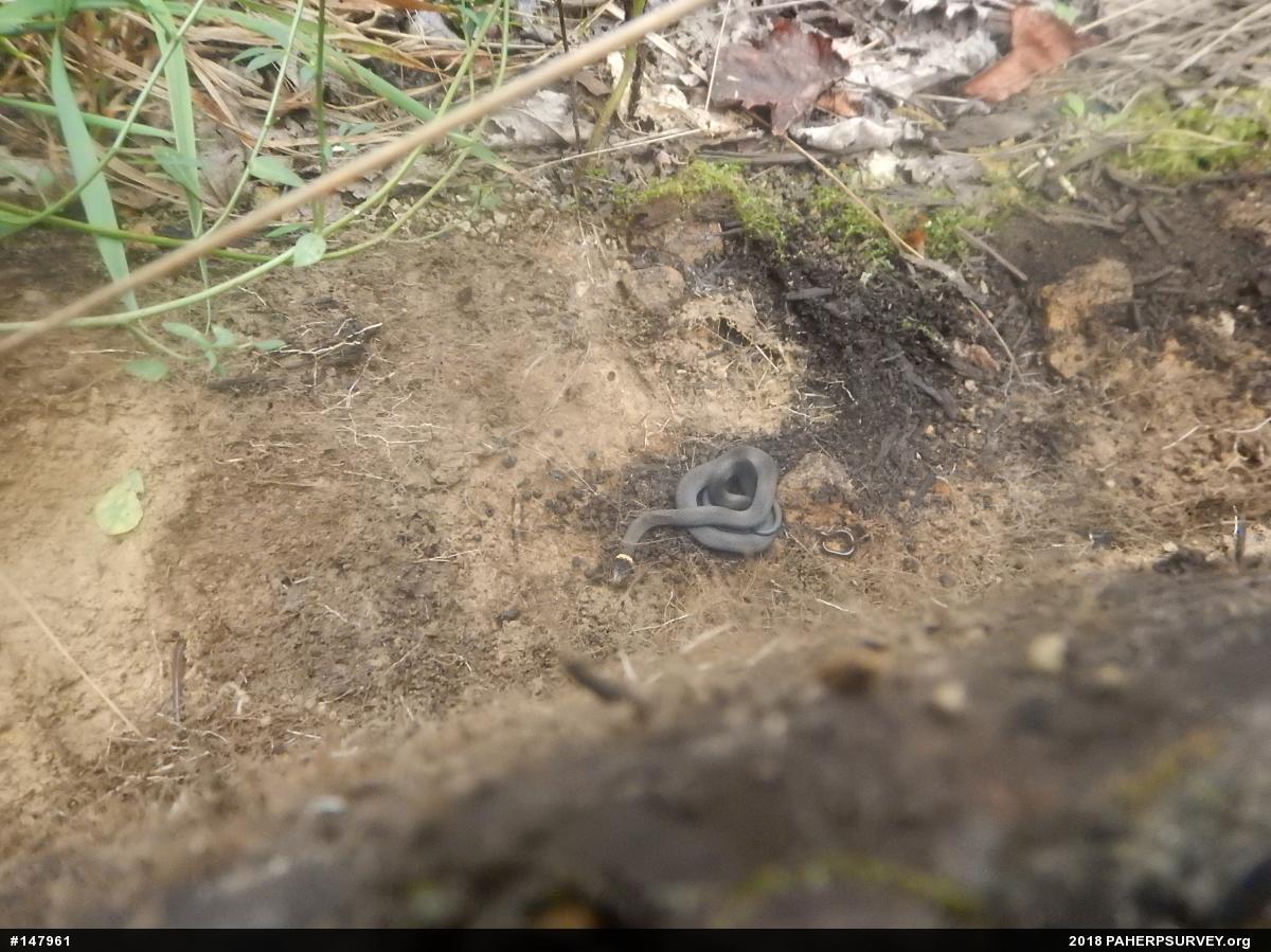 Northern Ring-necked Snake