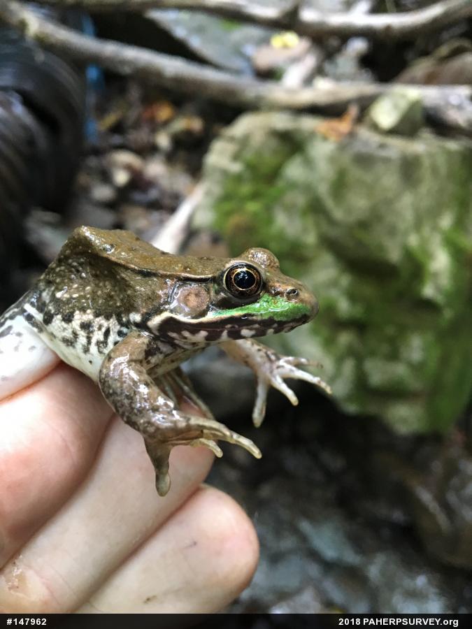 Green Frog