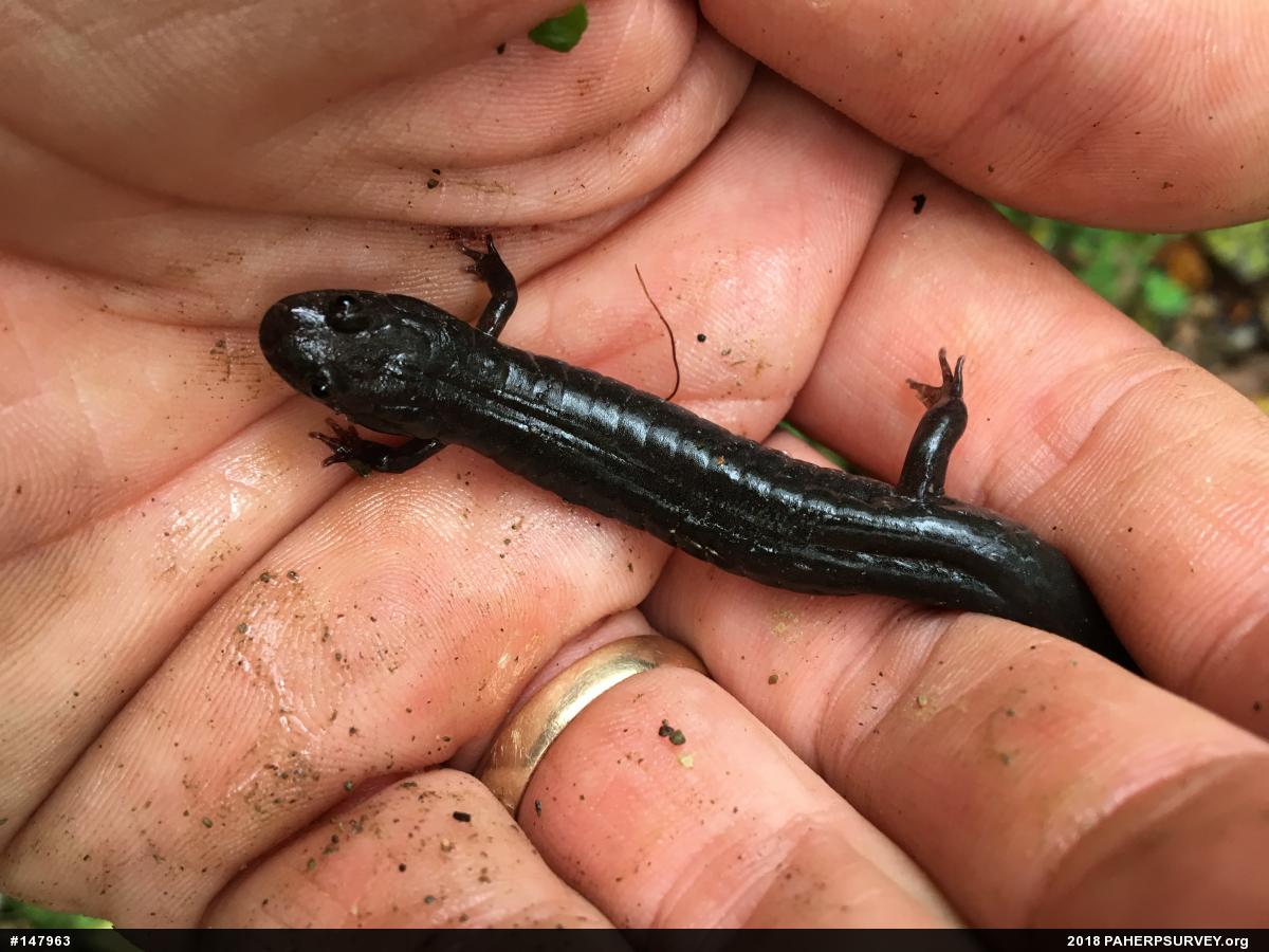 Dusky Salamanders