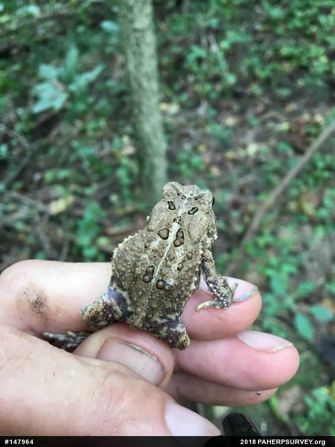 Eastern American Toad