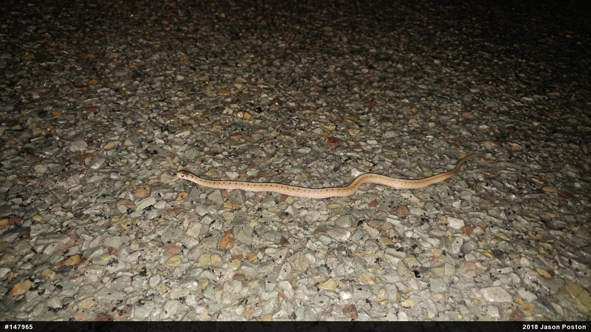 Dekay's Brownsnake