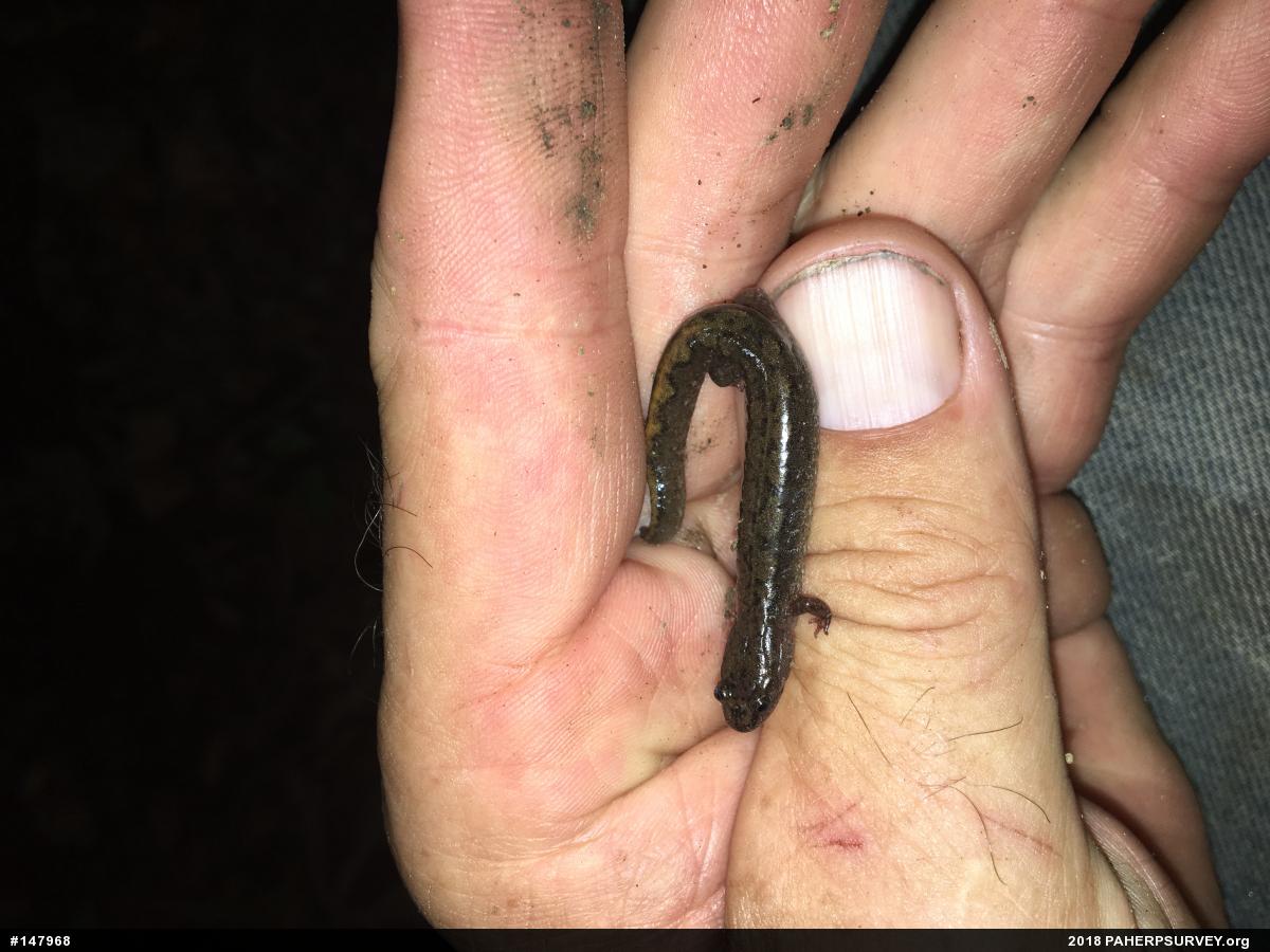 Seal Salamander
