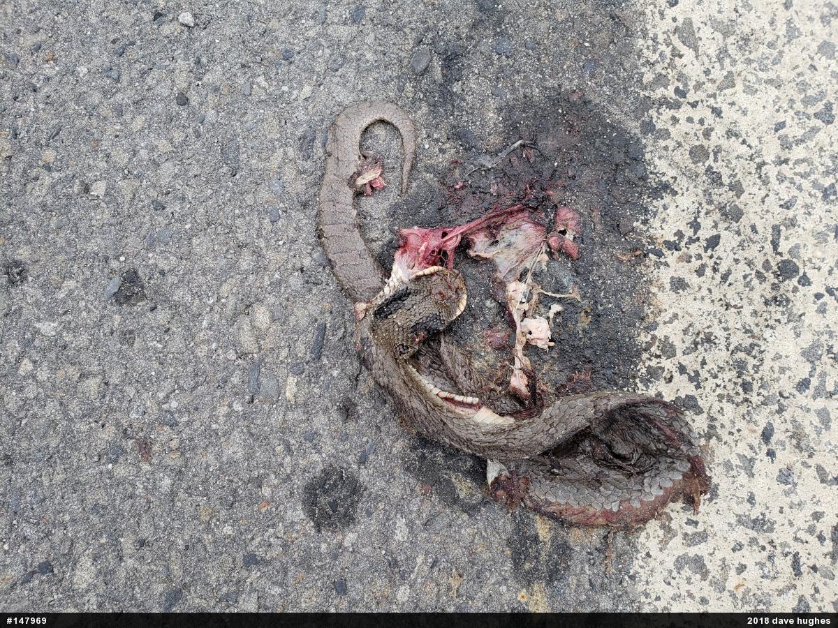Eastern Hog-nosed Snake