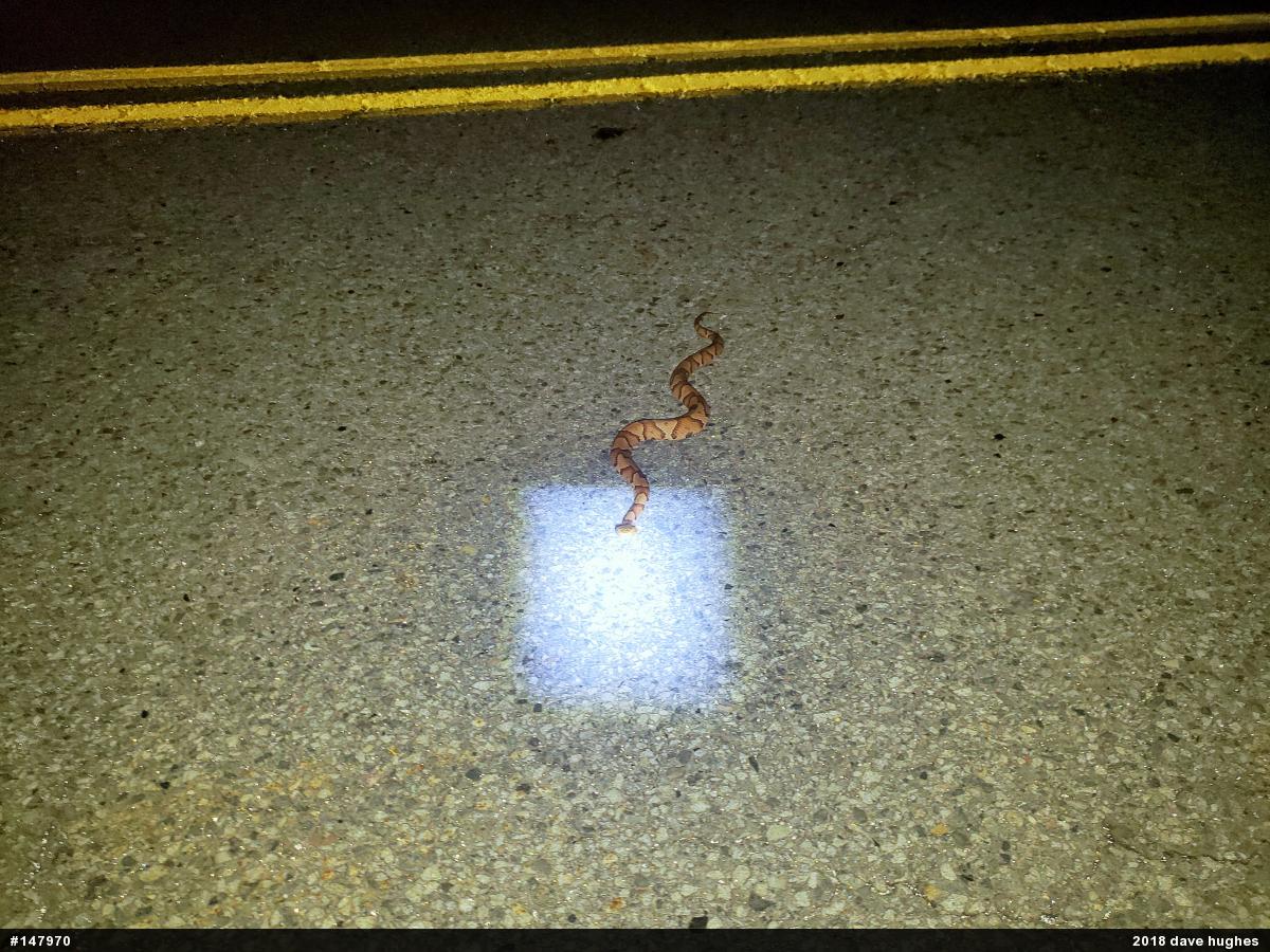 Northern Copperhead
