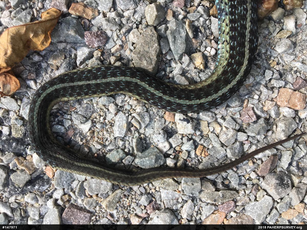 Eastern Gartersnake