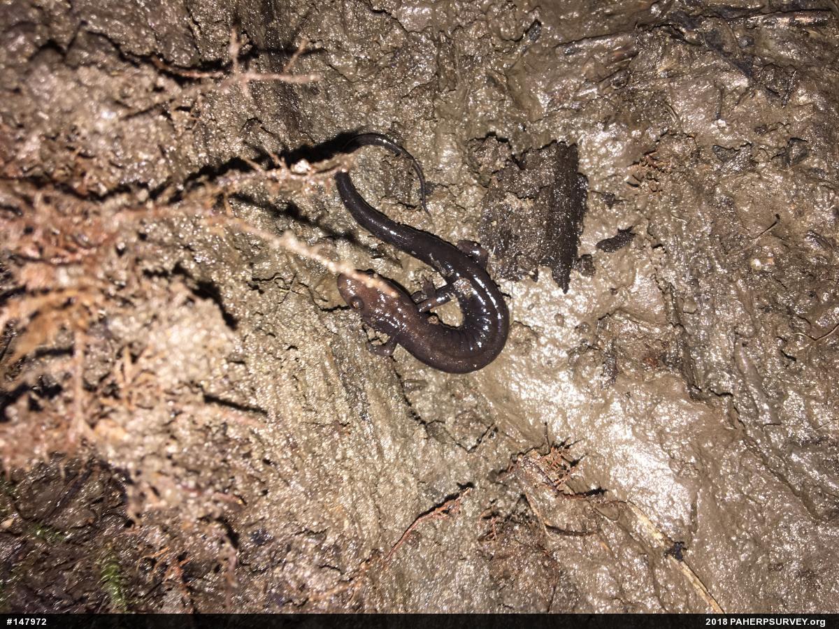 Allegheny Mountain Dusky Salamander