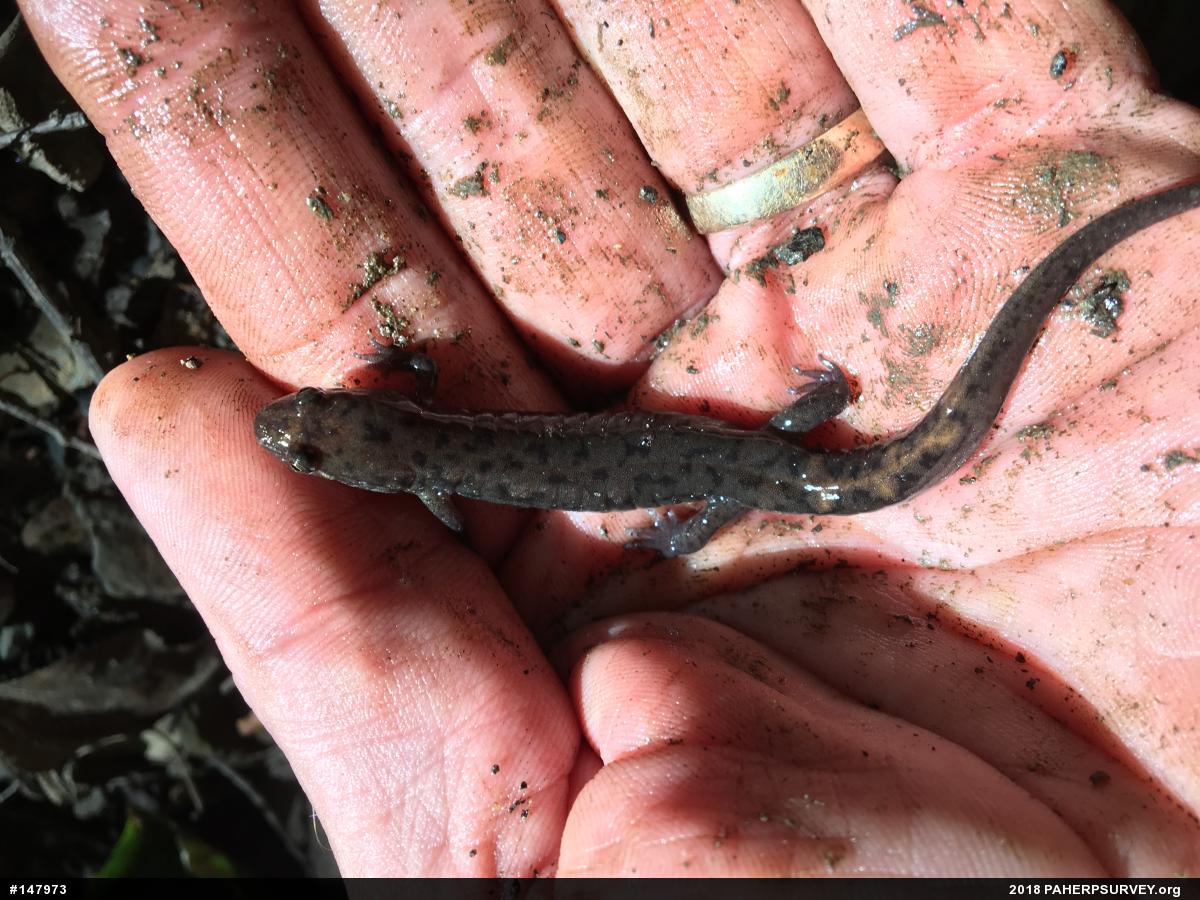 Seal Salamander