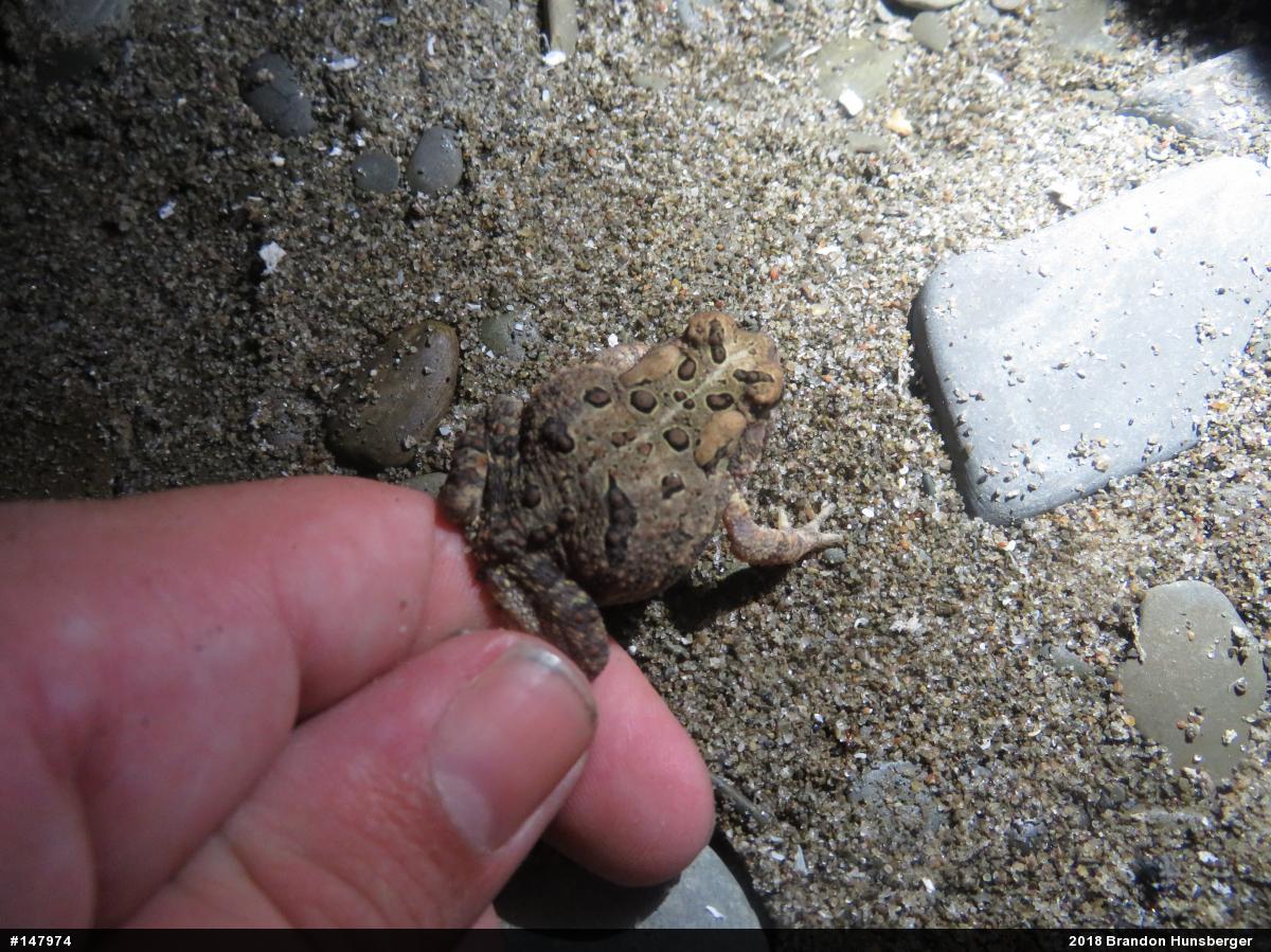 Eastern American Toad