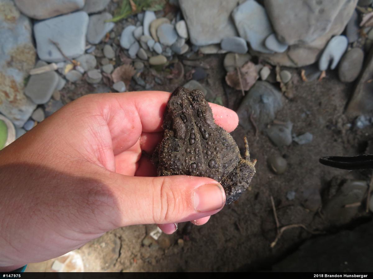 Eastern American Toad