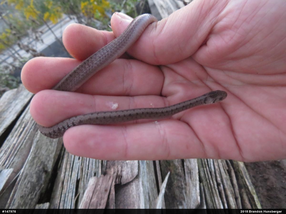 Dekay's Brownsnake