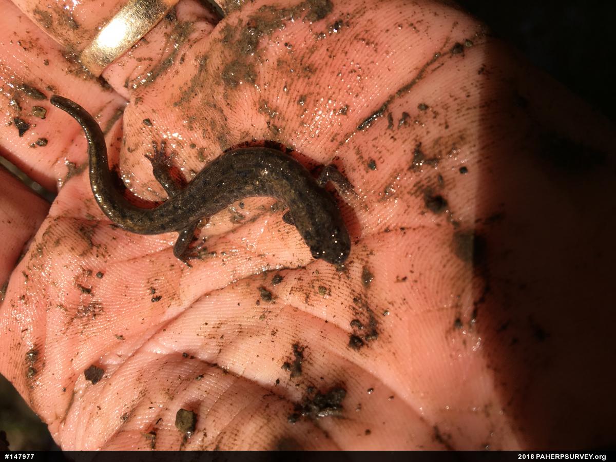 Seal Salamander