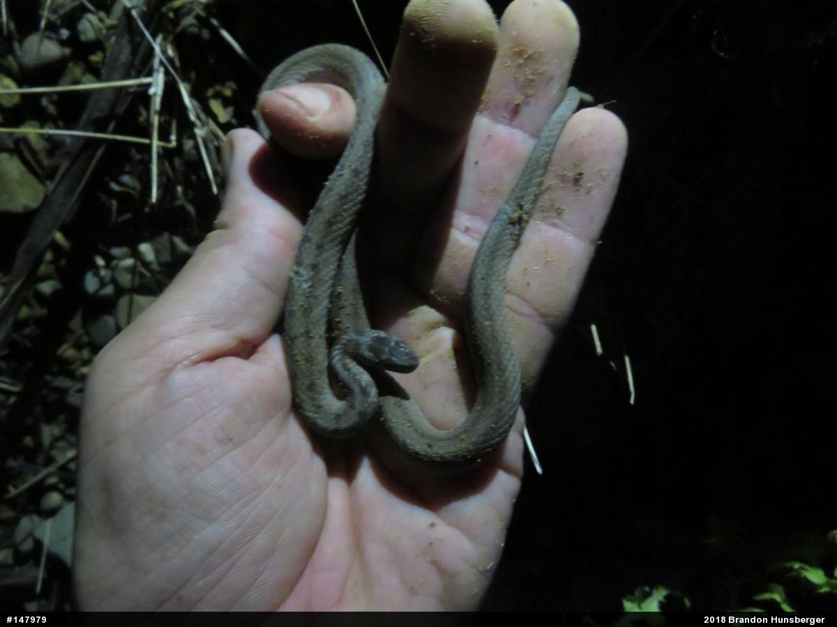 Dekay's Brownsnake