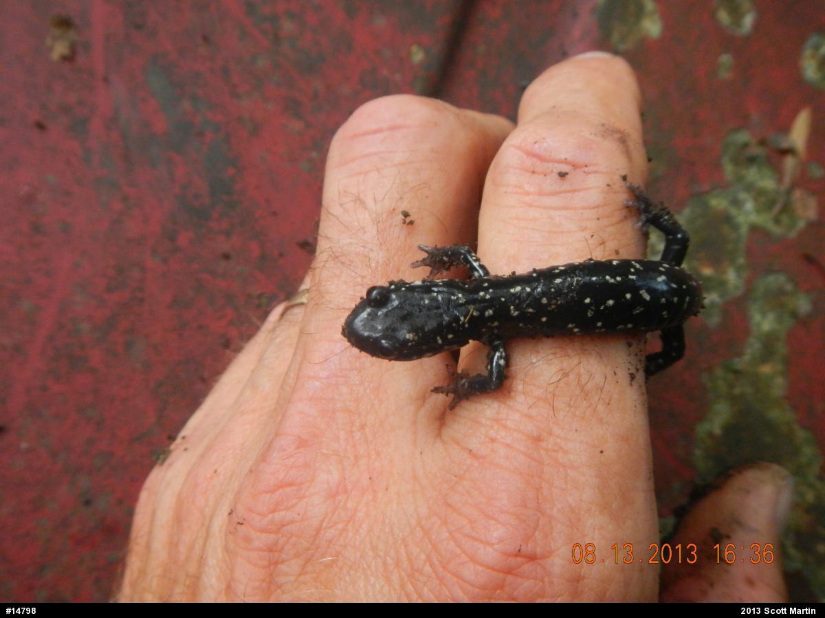 Northern Slimy Salamander