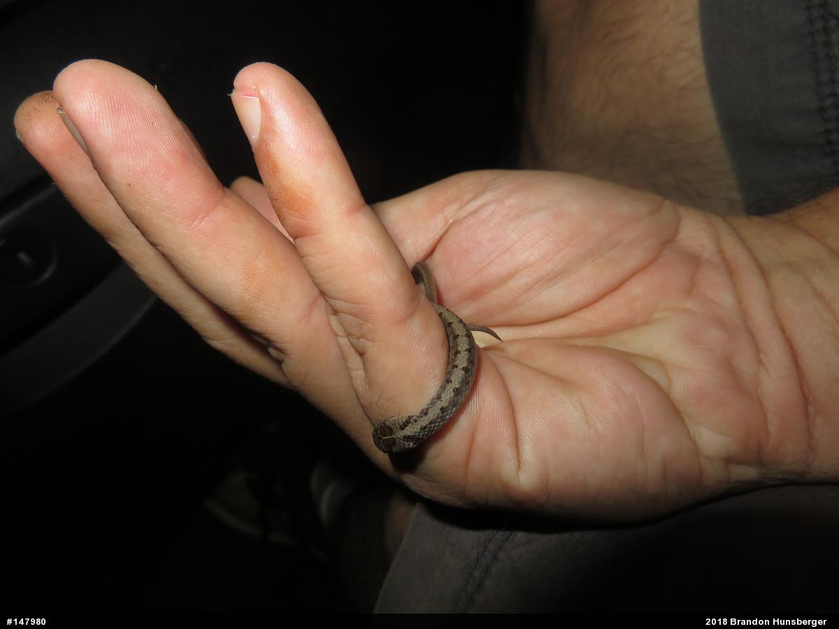 Dekay's Brownsnake