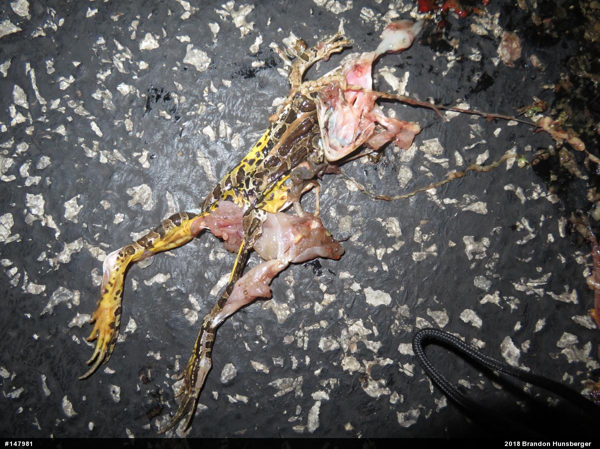 Pickerel Frog