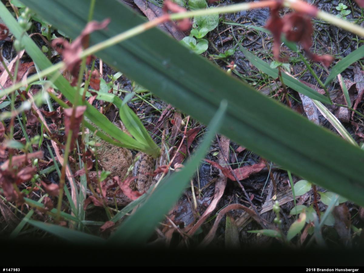Green Frog