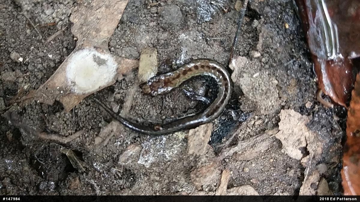Allegheny Mountain Dusky Salamander