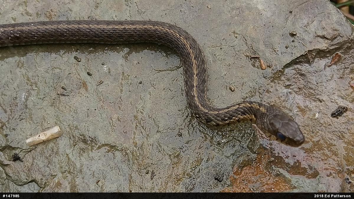 Eastern Gartersnake